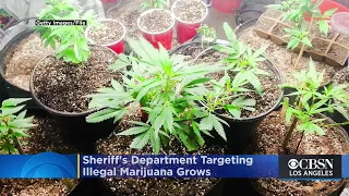 Sheriff's Department's 'Operation Hammer Strike' To Target Illegal Marijuana Grows In San Bernardino