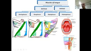 Revision 1 (Digestive 39)