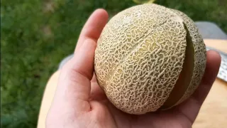 "Minnesota midget" melon harvest and taste test