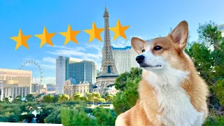 We Brought Our Dogs to a 5 Star Vegas Hotel!