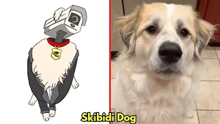 😂Cat Memes: Skibidi Dog Toilet 😅 Trending Funny Animals 😹