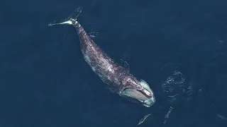 Facts: The North Atlantic Right Whale