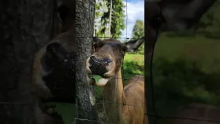 Verfressene Hirsch Kuh