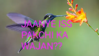 hummingbird birds ka weight kitna hota hai😱🤔#shortvideo #myshortfacts