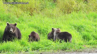 KAMČATKA 2019 - Stretnutie medveďov s Lajkami