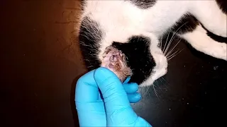 Ear wax in sedated cat