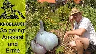 Knoblauch im Garten - so funktioniert's