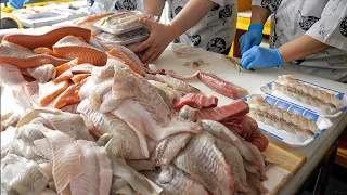 Best Korean fish cutting masters who fillet over 1,000 fish a day!! - Korean street food