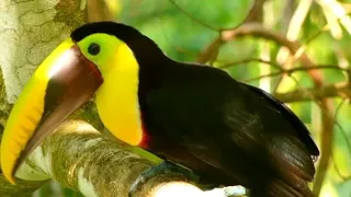 A Yellow-Throated Toucan on a Tree Branch #toucanbird #toucans #tocotoucan