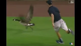 Silly Goose Crashes Baseball Stadium