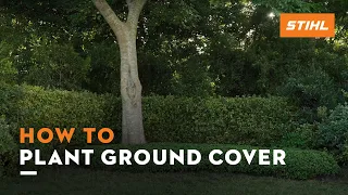 How to plant ground cover | STIHL Tutorial