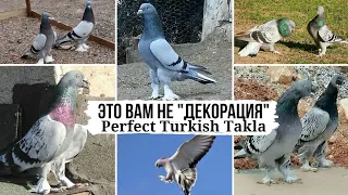 Так должна работать Такла⚡️🔥  Бойные голуби Турции | Mükemmel güvercinler | Turkish pigeons