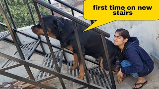 Anshu is helping Jerry to take stairs||funny dog videos.