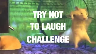 The Ultimate Try Not to Laugh Challenge