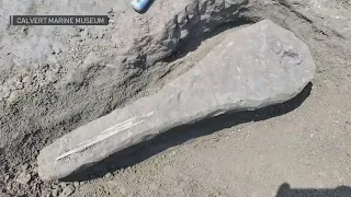 Maryland woman discovers fossil of dolphin skull on beach