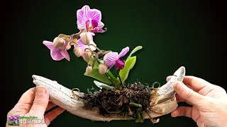 How to Mount Orchid on Driftwood for a Beautiful Display of your Orchids in your home.