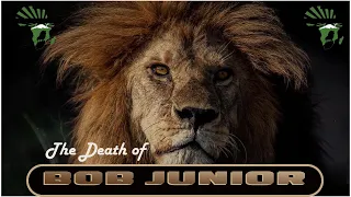 BOB JUNIOR, THE LION  THAT SHOCKED THE WORLD