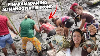 ANG DATING FISHPOND TALAGA ANG PINAKA MADAMING ALIMANGO