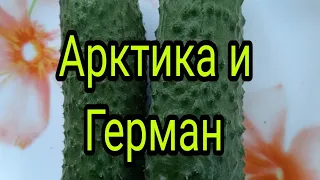 Сравнение гибридов огурцов Арктика и Герман.