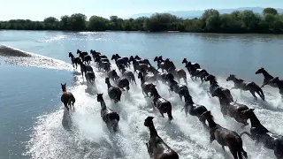 Spectacular show of horses crossing wetland river attracts tourists
