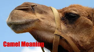 Camel Moaning - Sound Effect