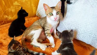 The rescued mother cat with the incredibly adorable green eyes hugging her tiny kittens
