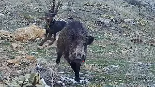 Wild boar hunting with Shotkam camera / Shotkam kamera ile yaban domuzu avı