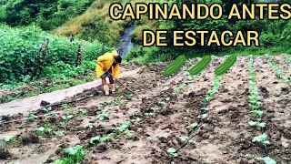 CAPINANDO O PEPINO ANTES DE ESTACAR