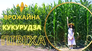 Рання кукурудза Пивиха, ФАО 190, огляд на полі Сумська область