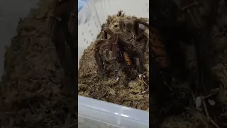 Goliath Birdeater demolishes Madagascar hissing cockroach