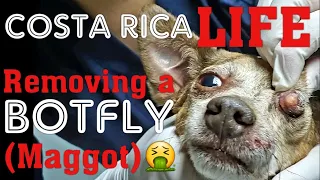 Costa Rica Life 🇨🇷 Removing a Botfly (Maggot) From Pets in Costa Rica