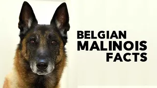 Belgian Malinois Everything You Need to Know