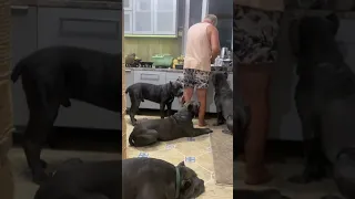 Редкие кадры- папа кормит пацанов🥰#tttt #cane #canecorso #канекорсо #canecorsoitaliano #кане