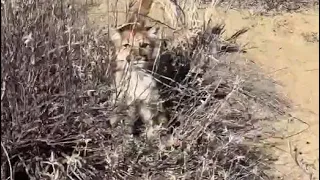 Mountain Lion Chases Man In Hair-Raising Video