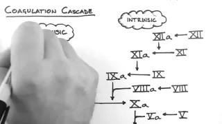 Haemostasis 2 - Coagulation Cascade