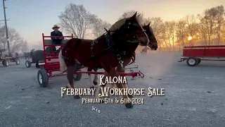 2024 February Workhorse Special | Kalona Sales Barn, Inc. Kalona, Iowa!