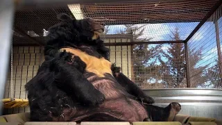 Obese Bear Rescued from Pennsylvania 'Sportsmen's Club' Recovering in Colorado