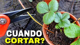 ✂️Cultivo de Fresas: Cuando CORTAR los Estolones?🍓