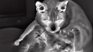 Hti-301 Thermal Camera - Kitty Skritches