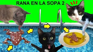 Gatos Luna y Estrella ¿Cómo va la rana de la piscina a la sopa fue gato o perro? / Videos de gatitos