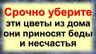 Навсегда уберите эти цветы из дома - они приносят беды и несчастья. Эти растения нельзя держать