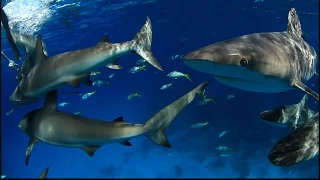 Two Teens Attacked by Sharks in Florida on the Same Day