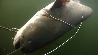 Подводная охота на крупного сома.spearfishing for catfish