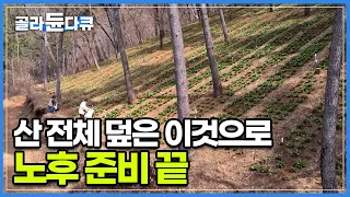 퇴직 후 귀촌, 몸값 비싼 이것 하나하나 심다 보니 산 전체가 뒤덮였다! 농약도 필요 없는 알아서 잘 자라주는 돈 되는 효자 나물│한국기행│#골라듄다큐