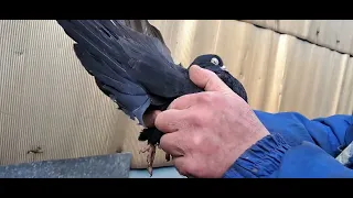 Лишние голуби николаевские