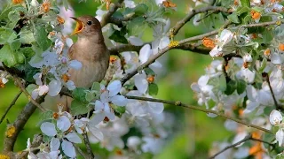 Bird sounds nightingale singing in blooming tree. The best bird song