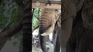 Massive Elephant Steals Tourist's Bag