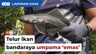 Dianggap ‘pemusnah ekosistem’, telur ikan bandaraya umpama ‘emas’ jana pendapatan pemburu