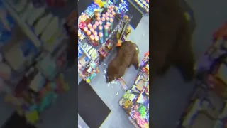 500-POUND Bear REPEATEDLY Steals Candy from Gas Station 🐻⛽️ | Customer Wars | A&E #shorts