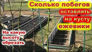 КАК ПОДВЯЗЫВАТЬ ЕЖЕВИКУ на шпалере. Сколько побегов оставлять на куст?